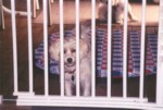 bobby2.jpg

65.39 KB 
871 x 588 
17/08/2003
