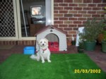 bobby2003b.jpg

351.73 KB 
1280 x 960 
20/03/2002
