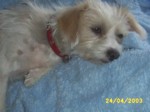 bobby2404b.jpg

95.94 KB 
640 x 480 
24/05/2003
