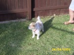 bobby2404c.jpg

94.80 KB 
640 x 480 
24/05/2003
