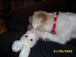 bobby3105c.jpg

96.87 KB 
640 x 480 
24/05/2003
