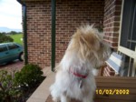 bobby_0017.jpg

352.92 KB 
1280 x 960 
12/02/2002
