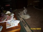 dogs1004a.jpg

97.33 KB 
640 x 480 
24/05/2003
