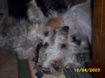 dogs1004b.jpg

96.60 KB 
640 x 480 
24/05/2003

