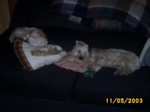 dogs1105a.jpg

96.94 KB 
640 x 480 
24/05/2003
