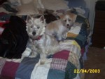 dogs2204b.jpg

96.76 KB 
640 x 480 
24/05/2003
