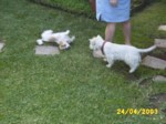 dogs2404c.jpg

96.31 KB 
640 x 480 
24/05/2003
