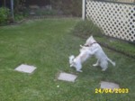 dogs2404d.jpg

95.78 KB 
640 x 480 
24/05/2003
