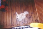 ewok1.jpg

65.03 KB 
874 x 588 
17/08/2003

