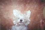 ewok2.jpg

60.02 KB 
869 x 585 
17/08/2003
