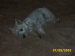 jock0705a.jpg

94.66 KB 
640 x 480 
24/05/2003
