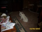 jock1004a.jpg

96.29 KB 
640 x 480 
24/05/2003
