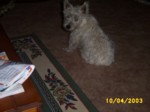 jock1004b.jpg

95.73 KB 
640 x 480 
24/05/2003

