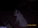 jock1004c.jpg

94.68 KB 
640 x 480 
24/05/2003
