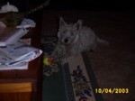 jock1004d.jpg

96.37 KB 
640 x 480 
24/05/2003
