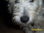jock1004h.jpg

93.11 KB 
640 x 480 
24/05/2003
