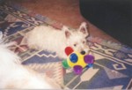 jock2.jpg

70.97 KB 
874 x 598 
17/08/2003
