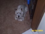 jock2204b.jpg

96.53 KB 
640 x 480 
24/05/2003
