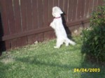 jock2404c.jpg

96.03 KB 
640 x 480 
24/05/2003
