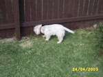 jock2404d.jpg

96.02 KB 
640 x 480 
24/05/2003
