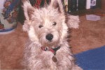 jock4.jpg

75.21 KB 
873 x 591 
17/08/2003
