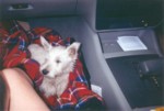 jock5.jpg

53.72 KB 
876 x 589 
17/08/2003
